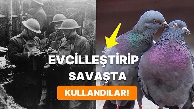 İkinci Dünya Savaşında Askerlere Yardım Etmeleri İçin Eğitilen Güvercinlerin Göz Dolduran Hikayesi