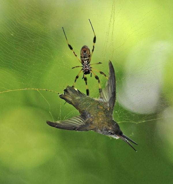 13. Bir muz örümceğinin ağına takılan sinek kuşu:
