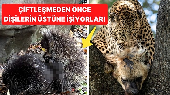 Doğanın Korkutucu Yüzünü İliklerinize Kadar Hissetmenize Sebep Olacak Birbirinden Ürkütücü 15 Yeni Fotoğraf