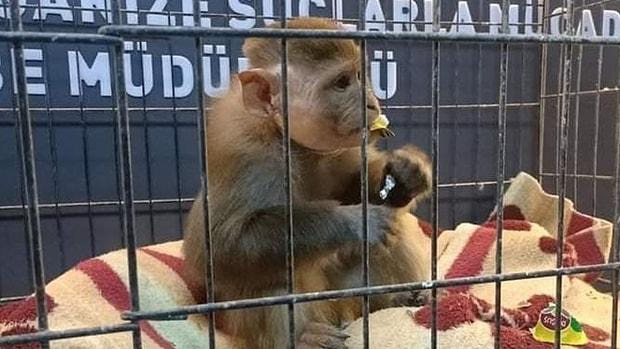 Malatya'da İlginç Olay! Hayvanat Bahçesinden Maymun Kaçırıldı