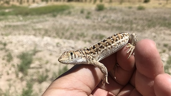Kertenkelelerin Atası Bulundu: Sürüngenlerin Ortaya Çıkışı 35 Milyon Yıl Geriye Kaydı