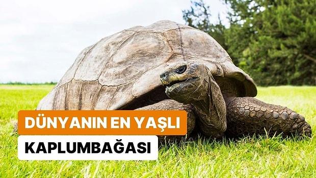 Dünyanın En Yaşlı Kaplumbağası 190. Yaşını Kutluyor: 3 Gün 3 Gece Doğum Günü Partisi