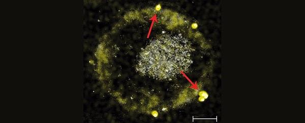 'Cupriavidus metallidurans'ın adlı bir bakteri, garip bir şekilde metalik bileşikleri sindirip vücudundan altın olarak atıyor!