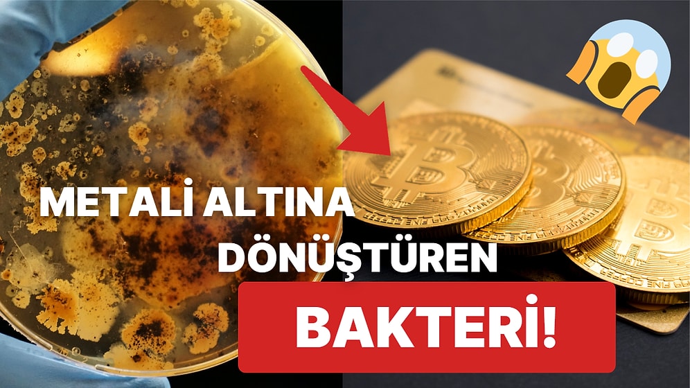 1976 Yılında Keşfedilen Gizemli Bir Bakteri, Metalik Bileşiğe Sahip Olan Her Şeyi Altına Dönüştürüyor!