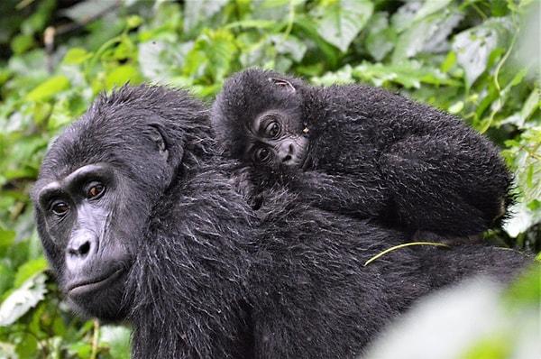 8. Doğum kontrol hapları gorillerde de işe yarıyor! 😱