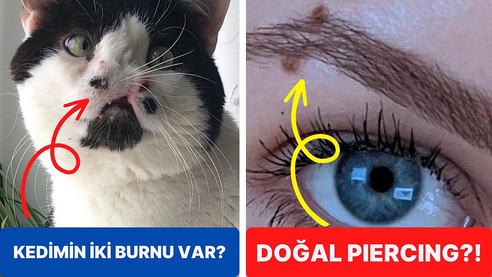 Yaratıcılıkta Sınır Tanımıyor! Genlerin Hayvan Dostlarımıza ve İnsanlara Kazandırdığı Tuhaf Özellikler