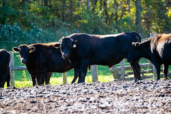 Erkek sığırlar loş ve karanlık ortamda yetişiyor. Hiç kıpırdamadan 2,5 yıl besleniyorlar. Yere bastıklarında kas lifleri gelişeceği için geceleri yerle temaslarını kesmek amacıyla askıya alınıyorlar.
