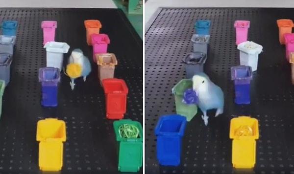 Masa üzerinde hepsi farklı renkte olan 14 adet çöp kutusu bulunuyor. Zeki kuş, topları aynı renkteki çöp kutularına atıyor.