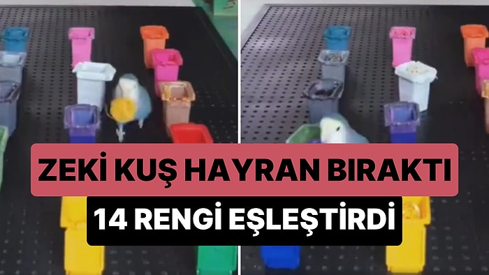 Renkli Topları Aynı Renkteki Çöp Kutularına Atan Akıllı Kuşun Hayran Bırakan Anları
