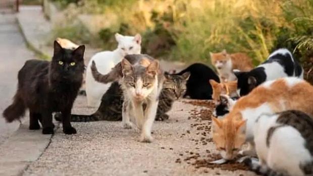 Kediler Nedeniyle Nesli Tükenme Tehlikesi Geçiren 6 Hayvan Türü