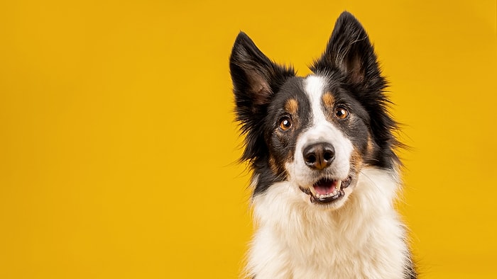 Bu Köpeklerin Cinsini Doğru Tahmin Edebilecek misin?