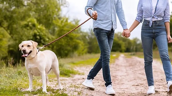 Bize Köpeğini Anlat, Onun En Sevdiği Yürüyüş Yerlerini Tahmin Edelim!