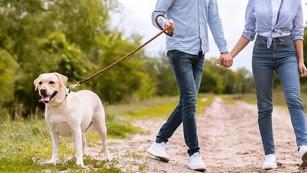 Bize Köpeğini Anlat, Onun En Sevdiği Yürüyüş Yerlerini Tahmin Edelim!