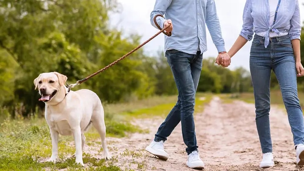 Bize Köpeğini Anlat, Onun En Sevdiği Yürüyüş Yerlerini Tahmin Edelim!