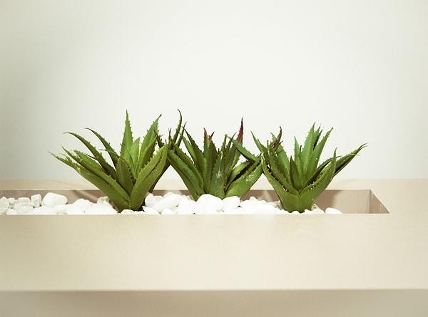 Aloe veranın iyileştirici etkisinden yararlanın.