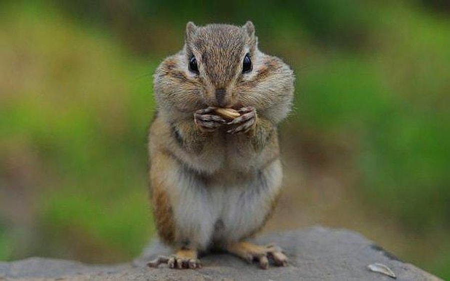 Rüyada Sincap Görmek Sevdiklerinizle Huzurlu ve Mutlu Bir Yaşam Sizi