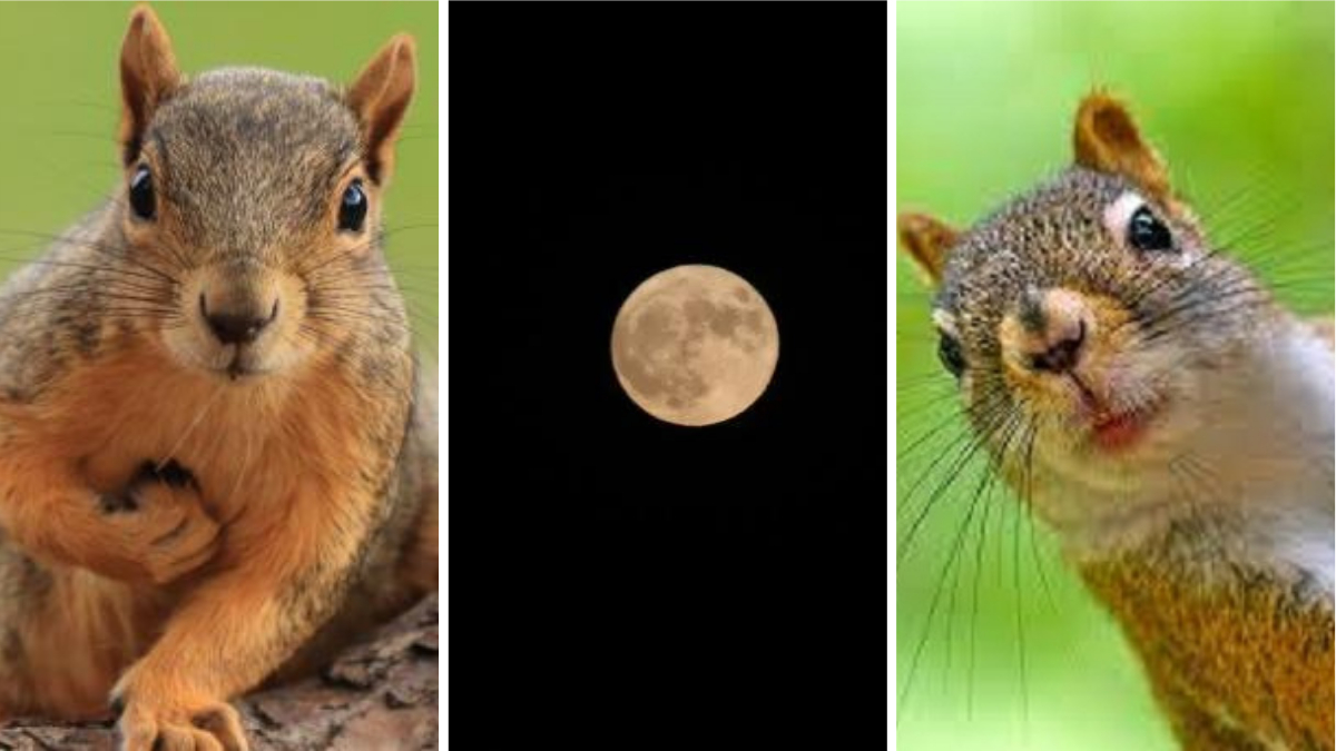 Rüyada Sincap Görmek Sevdiklerinizle Huzurlu ve Mutlu Bir Yaşam Sizi