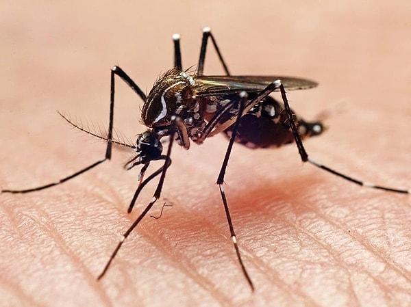1. Yılda 1 milyondan fazla ölüm, sıtma, sarı humma, dang humması, Zika ve chikungunya humması dahil olmak üzere sivrisinek kaynaklı hastalıklardan dolayı gerçekleşiyor.