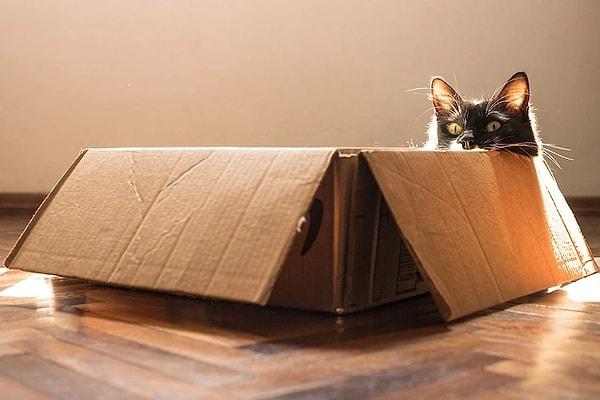 4. Kedilerin kutu gördükleri anda dayanamayıp içine atladığına hepimiz şahitlik etmişizdir.