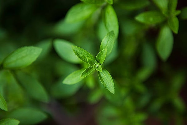 Özellikle tedavi amaçlı kullanılan bitki çayını tatlandırmak için şeker kullanılmamalı. Bal ise çok sıcakken eklenmemeli. Stevia bitkisi de tatlandırıcı özelliğinden dolayı tercih edilebilir.