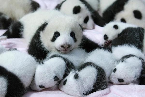 5. Pandaların yarısı yeni doğduğunda anneleri tarafından yanlışlıkla ezilir.