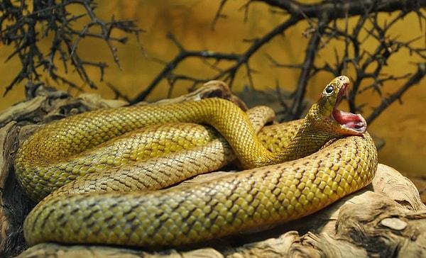 12. Oxyuranus, karada yaşayan yılanlar arasında en güçlü zehre sahiptir. Tek bir ısırıkla yaklaşık 290 insanı öldürebilir.