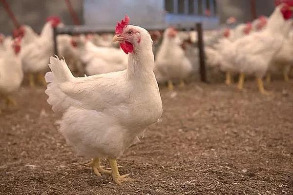 14. Bazı tavuklarda kanibalizm (yamyamlık) davranışı görülür. Diğer hayvanı gagalayarak öldürüp, kanını ve diğer dokularını tüketirler.
