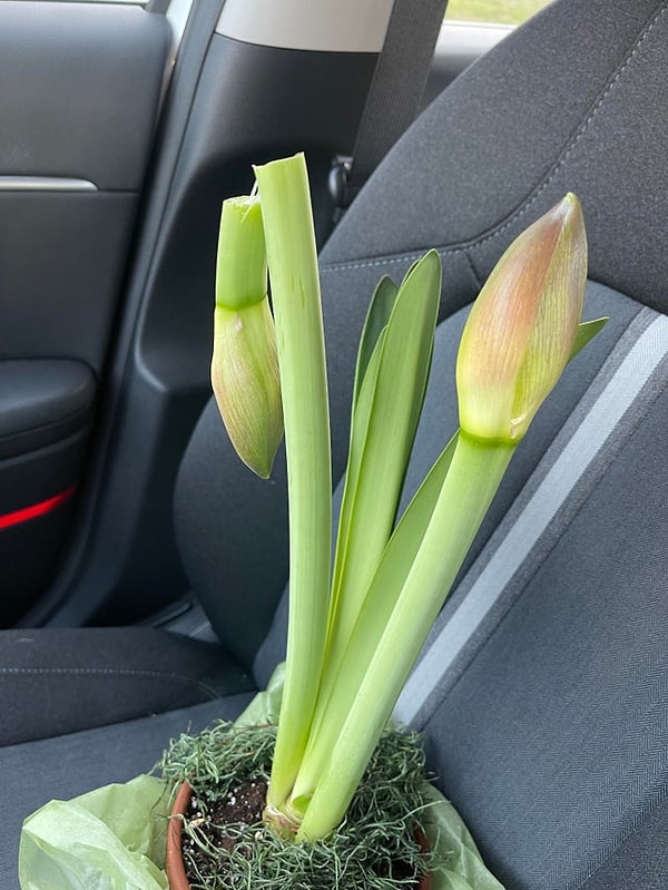 7. "Normalde alamadığım pahalı bir çiçekçiden karıma çiçek almaya karar verdim. Arabaya koyarken bir dalını kırdım."