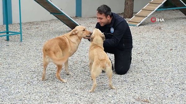 Müzikli terapi sayesinde uysallaşan ve insanlarla ilişkileri gelişen 30 civarında köpek sahiplendirildi.