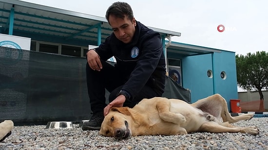 Şiddet Mağduru Köpekler Müzikle Rehabilite Ediliyor