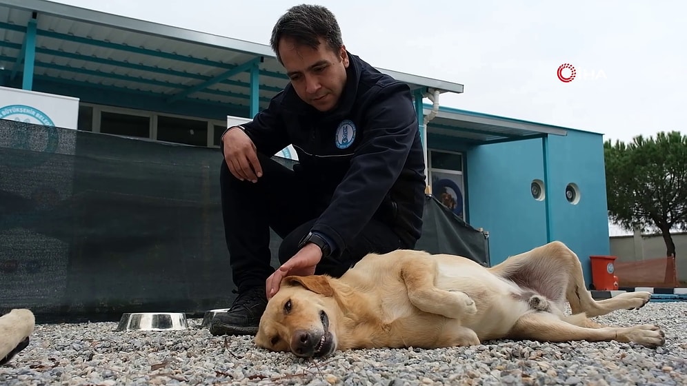Şiddet Mağduru Köpekler Müzikle Rehabilite Ediliyor