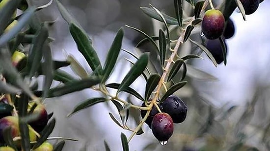 Danıştay İptal Etmişti! AK Parti'nin Teklifinden Yine 'Zeytinliklere Talan' Çıktı