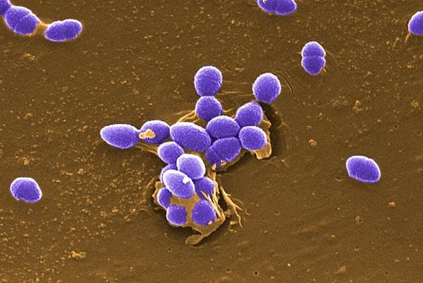 8. Bildiğiniz gibi vücudumuzda birçok mikroskobik canlı barınıyor ve sivrisinekler de bunun farkında!