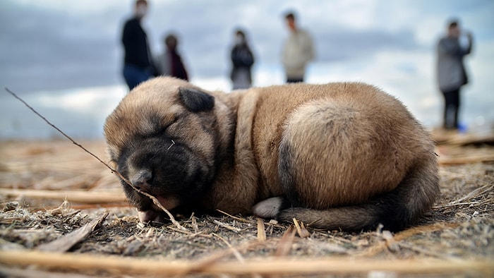 İddianamede 'Can Dostumuz' Vurgusu! Konya'da Köpeğin Kürekle Öldürülmesine 6 Yıl Hapis İstemi