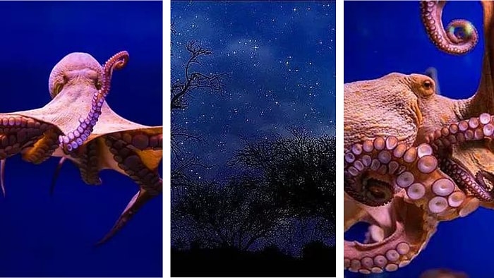 Rüyada Ahtapot Görmek: İş Yoğunluğunuzun Artacağı Ardından Bolluğun Geleceği Tempolu Bir Döneme Hazır Olun!