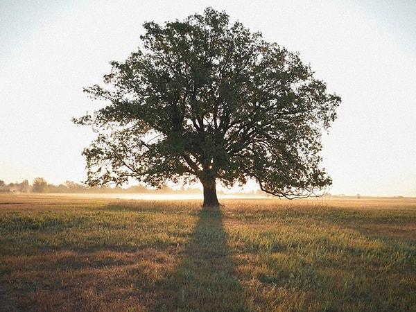 Rüyada Ağaç Görmek: Tüm Güzelliklerin Sizinle Olacağı Kısmetlerle Dolu