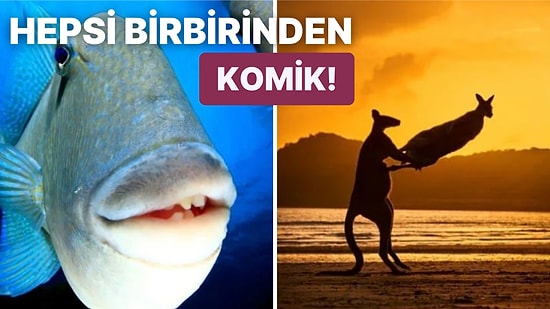 Aşırı Sevimlilik İçerir! 2022 Komedi Vahşi Yaşam Fotoğrafçılığı Ödülleri Açıklandı