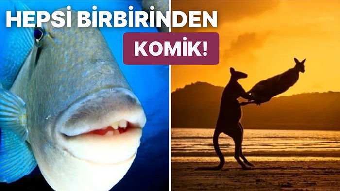 Aşırı Sevimlilik İçerir! 2022 Komedi Vahşi Yaşam Fotoğrafçılığı Ödülleri Açıklandı