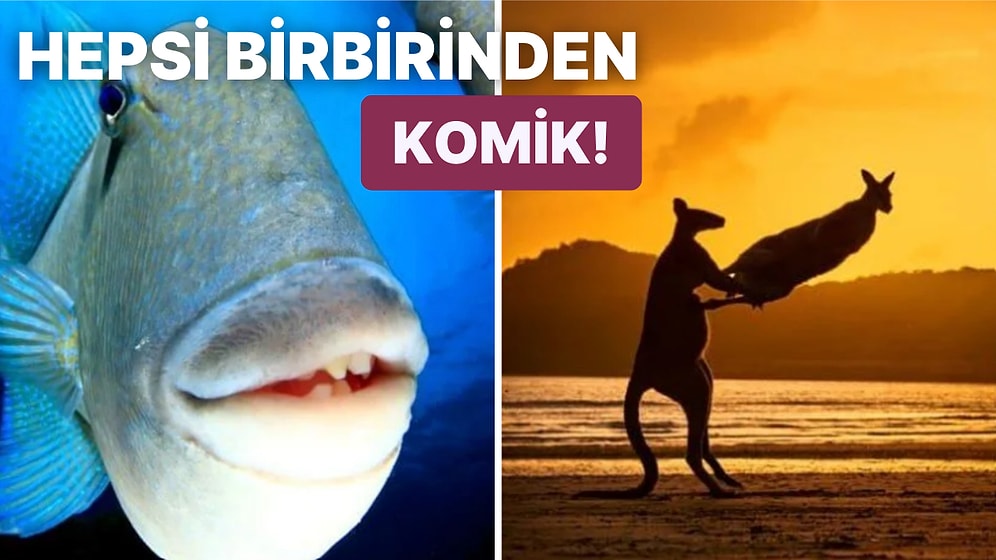 Aşırı Sevimlilik İçerir! 2022 Komedi Vahşi Yaşam Fotoğrafçılığı Ödülleri Açıklandı