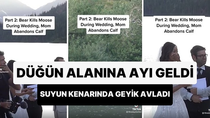 Düğün Yapılan Alana Gelen Bir Ayı, Geyik Avladı: Gelin ile Damat Şoke Oldu!