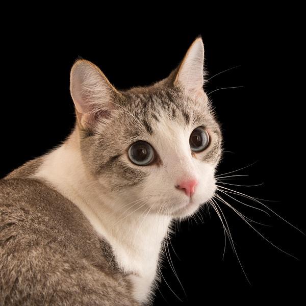 Seslenmenize rağmen tepki vermeyen kediler nankör değiller, aslında sandığınızdan çok daha zeki olabilirler.