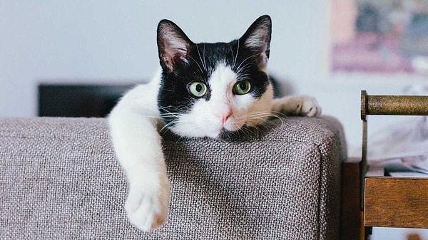 "Kediler sahipleri isimlerini söylediğinde, kuyruk hareket ettirme, kulakları dikme veya miyavlama gibi daha belirgin tepkilerde bulunuyor."