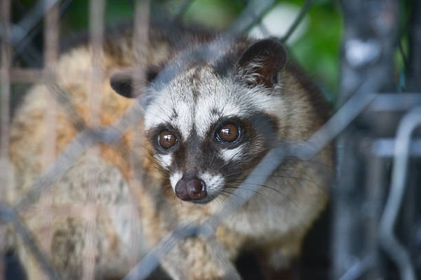 Dünyanın en pahalı ve aynı zamanda en az üretilen kahvesi unvanına sahip Luwak kahvesi, Misk kedisinin dışkısından üretilmektedir