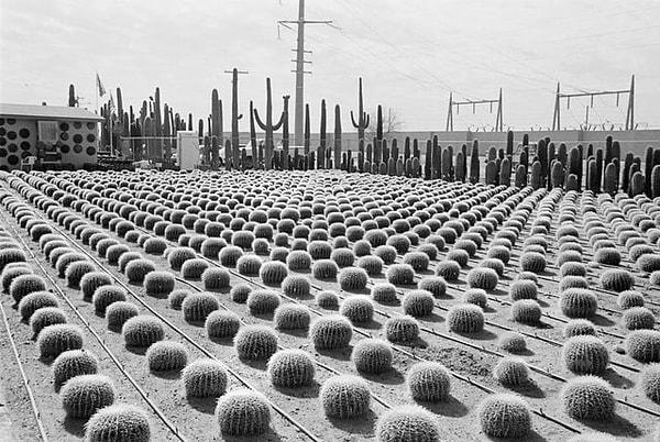 12. Arizona'daki satılık kaktüsler - 1977: