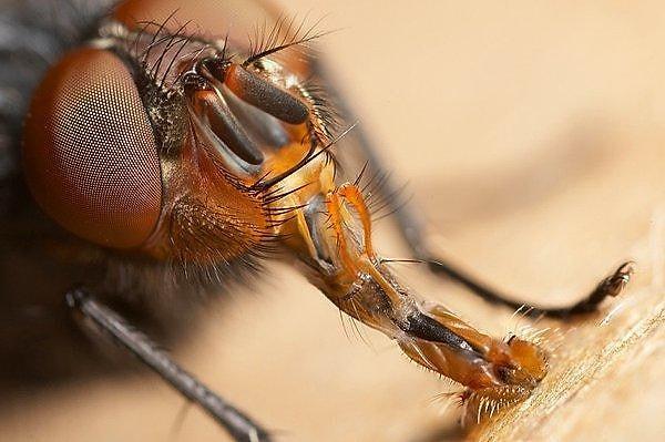 Sorunu çözmek için sivrisineklerin doğasını anlayabilmek ve onlar gibi düşünmek gerekli. Sivrisineklerin sürekli, daha fazla üremeyi düşünmeleri bilim insanlarına bu yönde bir fikir verdi.