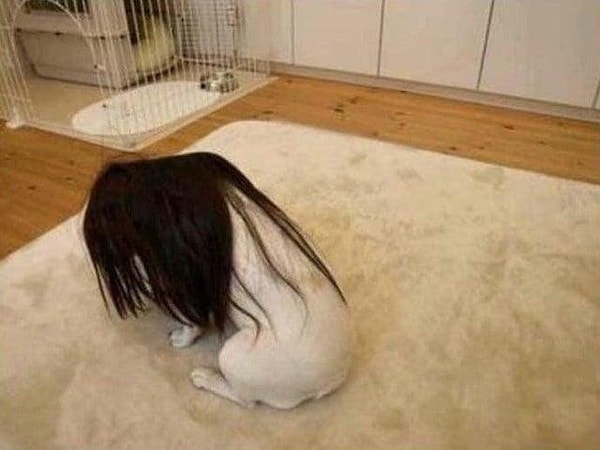 Фотография собаки в парике, которая годами бродила по темным уголкам Интернета. 😅