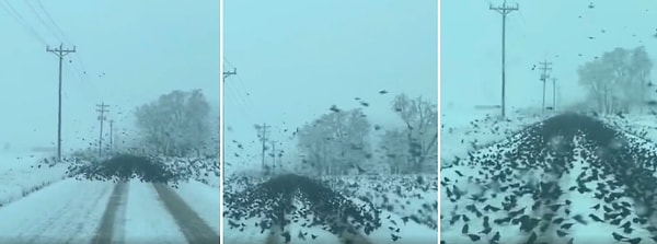 Yolu kapatan kuşların o anları araç içerisinden kaydedilirken o anları izlerken ürkmemek elde değil.