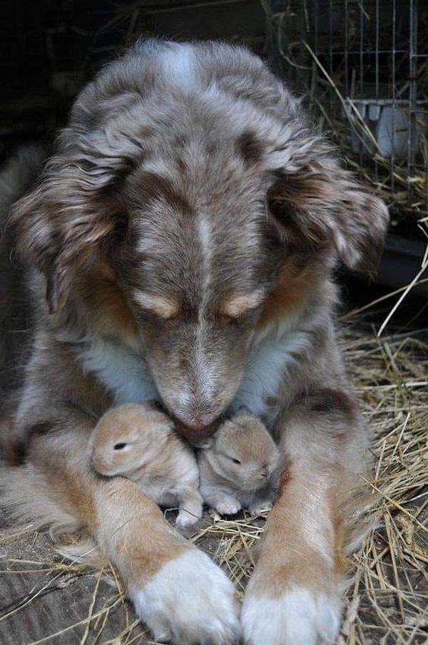 8. Minik tavşanlar ve onlara sarılmış sevimli bir köpek... 😍