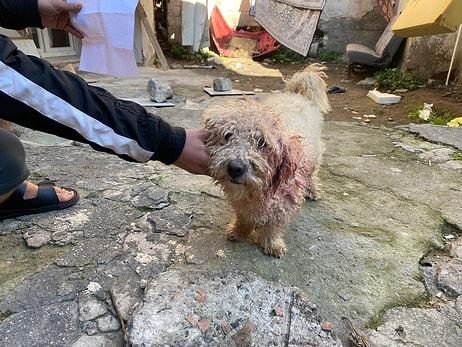 Yabancı Uyruklu Şahıs, Mahallenin Maskotu Haline Gelen Köpeği Bıçakladı