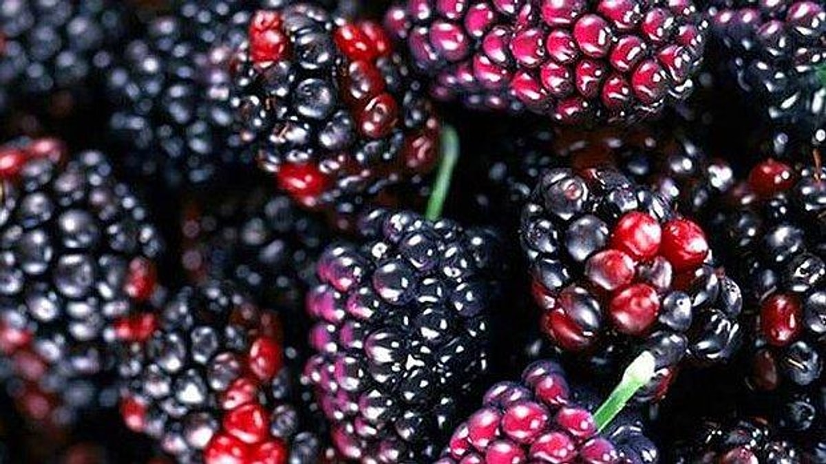 Rüyada Dut Yemek Sıkıntılarınız Geride Kalacak ve Huzurlu Bir